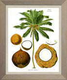 Coconut Print | Vintage Botanical Sketch | Plant Illustration