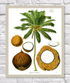 Coconut Print | Vintage Botanical Sketch | Plant Illustration