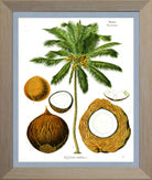 Coconut Print | Vintage Botanical Sketch | Plant Illustration