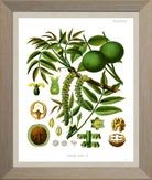 Walnut Print | Vintage Botanical Sketch | Plant Illustration