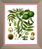 Walnut Print | Vintage Botanical Sketch | Plant Illustration