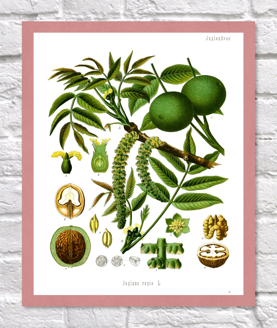 Walnut Print | Vintage Botanical Sketch | Plant Illustration