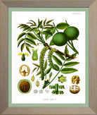 Walnut Print | Vintage Botanical Sketch | Plant Illustration