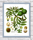 Walnut Print | Vintage Botanical Sketch | Plant Illustration