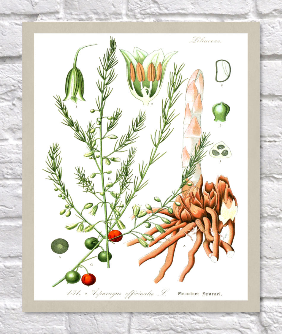 Asparagus Print | Vintage Botanical Sketch | Plant Illustration