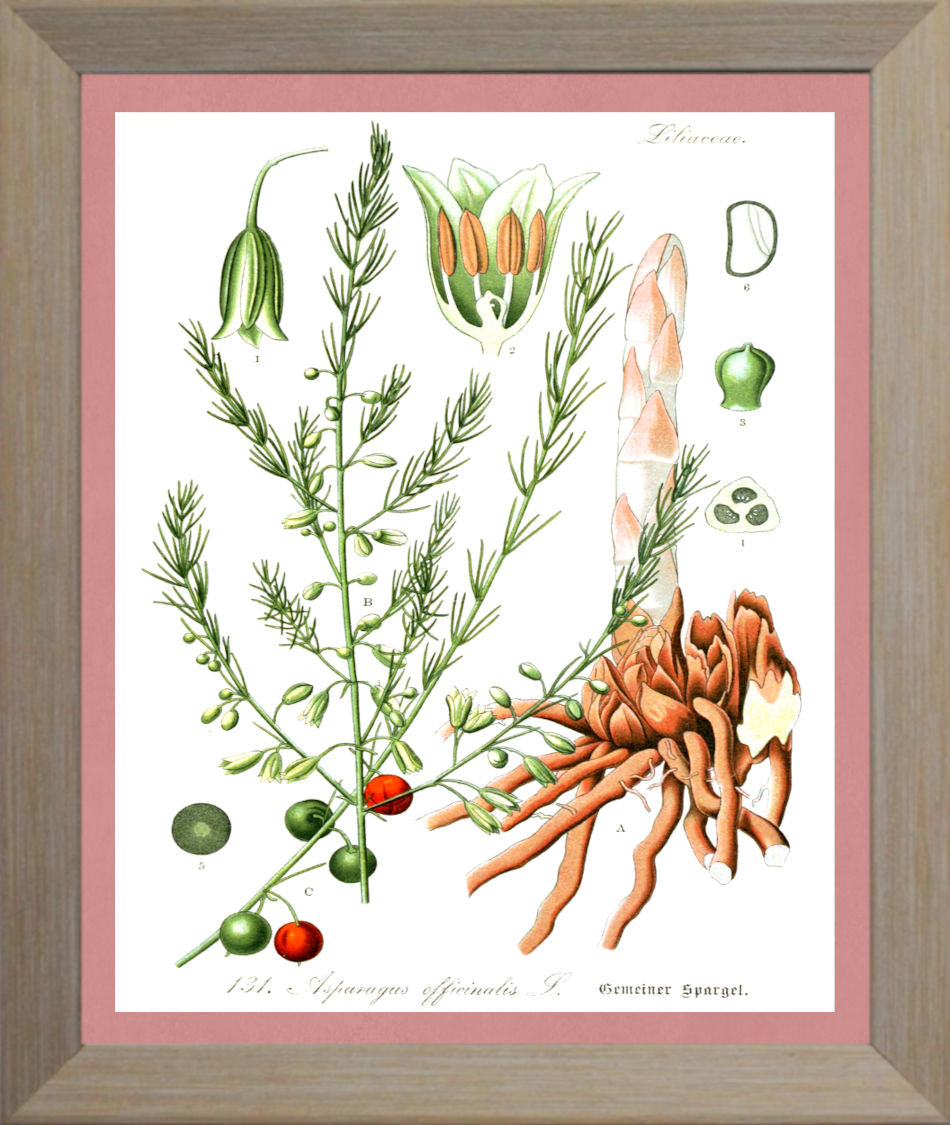 Asparagus Print | Vintage Botanical Sketch | Plant Illustration