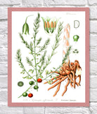 Asparagus Print | Vintage Botanical Sketch | Plant Illustration