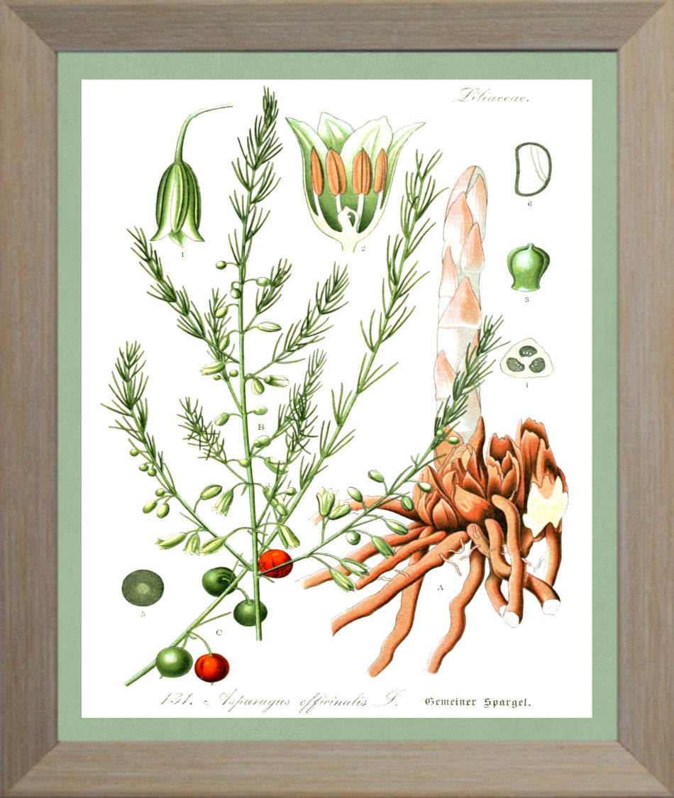 Asparagus Print | Vintage Botanical Sketch | Plant Illustration