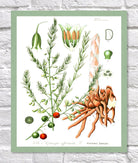 Asparagus Print | Vintage Botanical Sketch | Plant Illustration