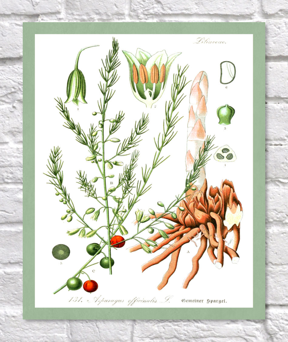 Asparagus Print | Vintage Botanical Sketch | Plant Illustration