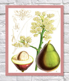 Avocado Print | Vintage Botanical Sketch | Plant Illustration