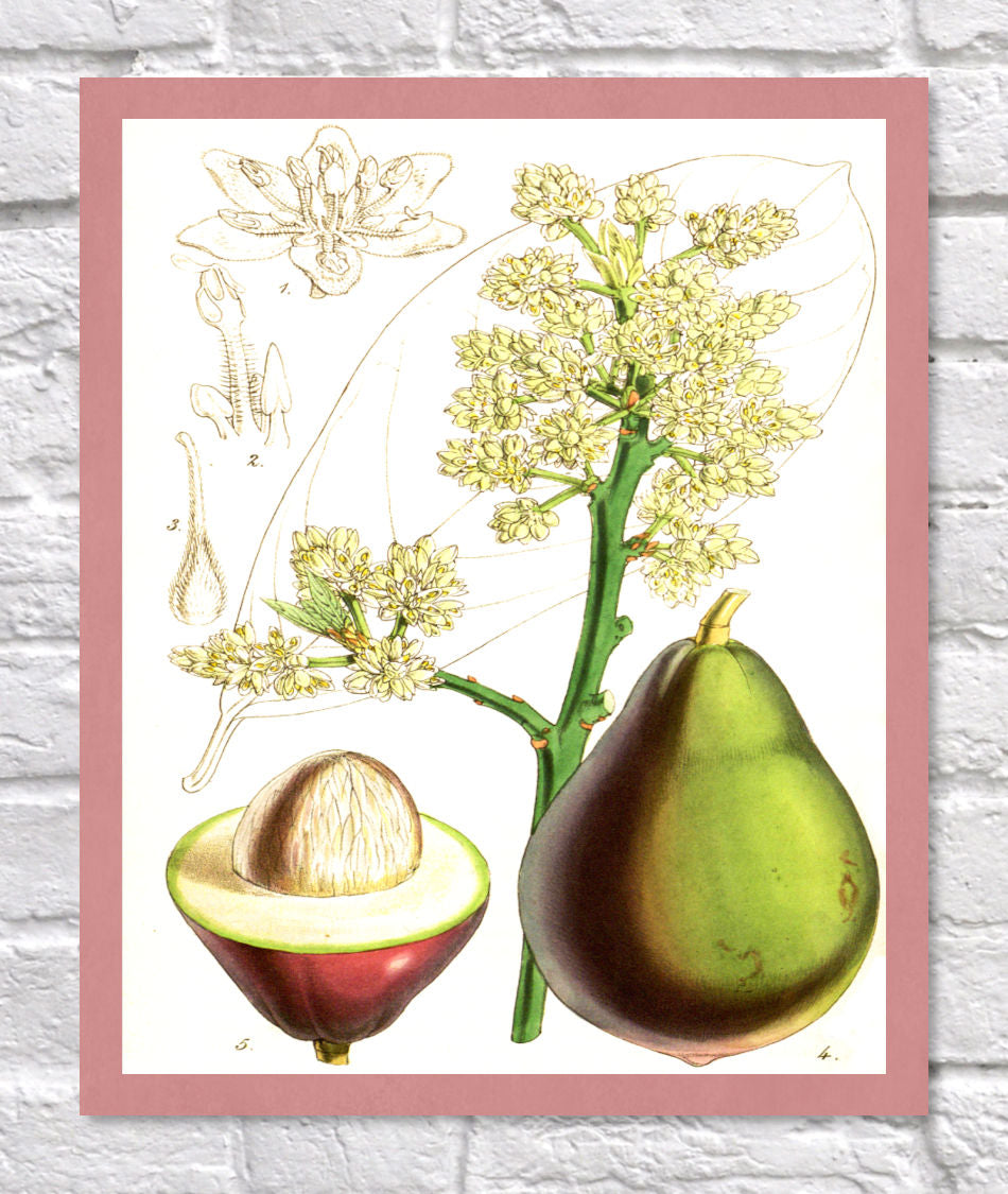 Avocado Print | Vintage Botanical Sketch | Plant Illustration