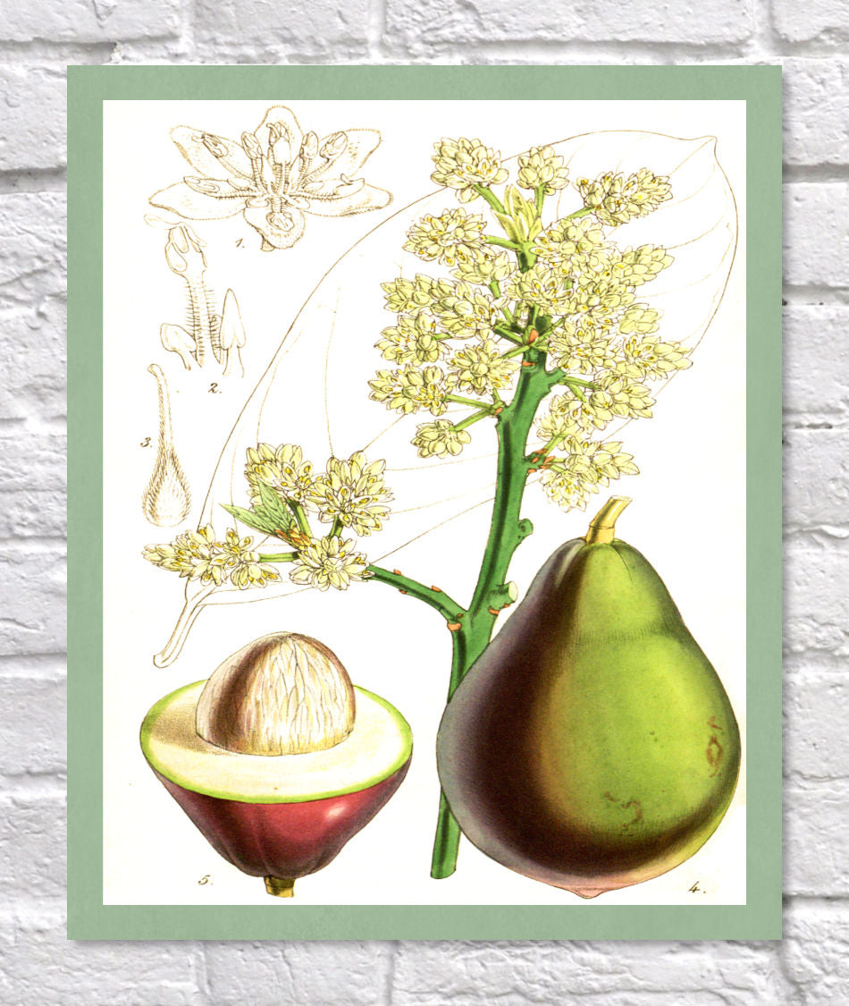 Avocado Print | Vintage Botanical Sketch | Plant Illustration