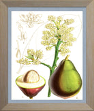 Avocado Print | Vintage Botanical Sketch | Plant Illustration