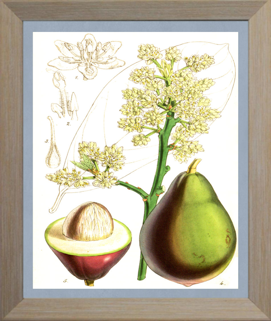 Avocado Print | Vintage Botanical Sketch | Plant Illustration