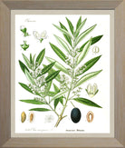 Olive Print | Vintage Botanical Sketch | Plant Illustration