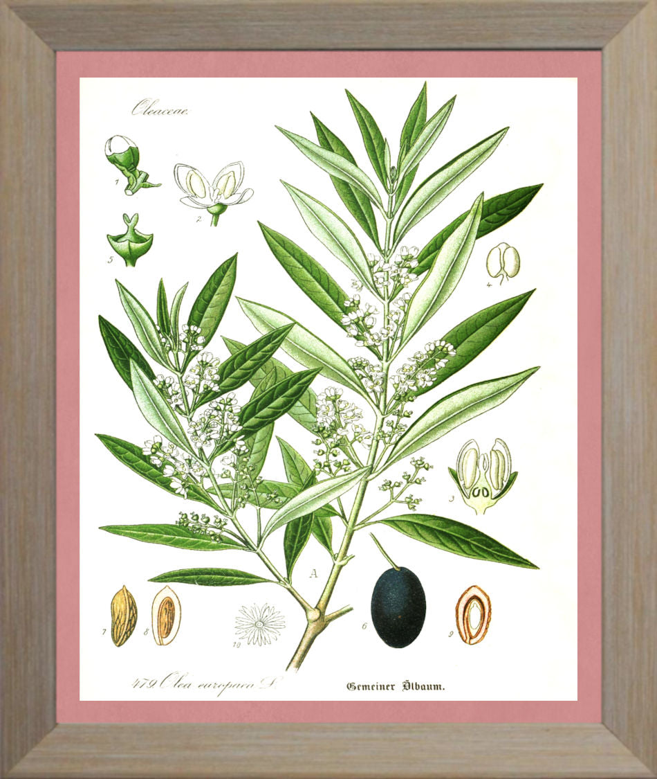 Olive Print | Vintage Botanical Sketch | Plant Illustration