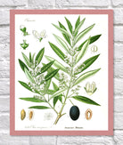 Olive Print | Vintage Botanical Sketch | Plant Illustration