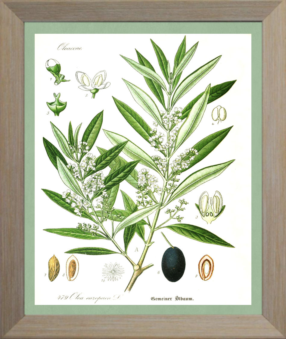 Olive Print | Vintage Botanical Sketch | Plant Illustration