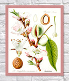 Almond Print | Vintage Botanical Sketch | Plant Illustration 