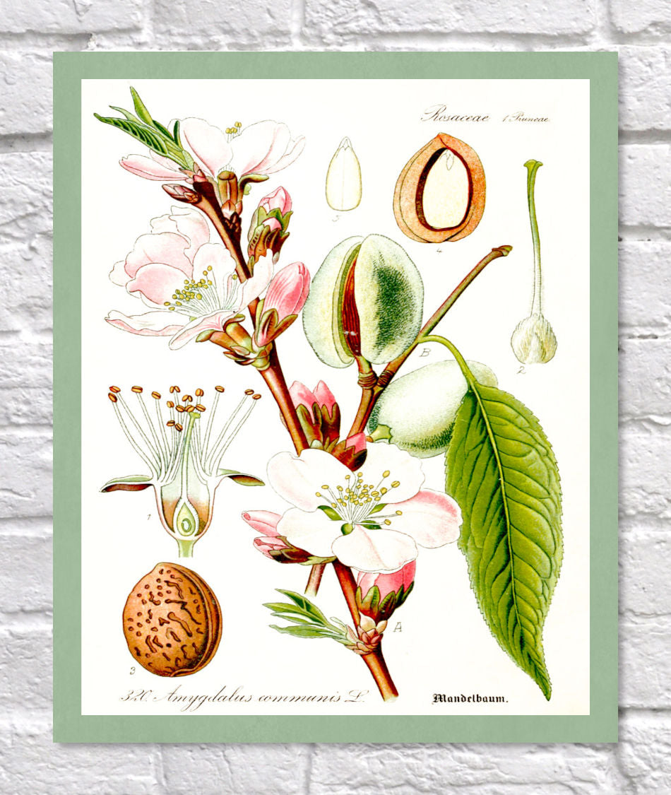 Almond Print | Vintage Botanical Sketch | Plant Illustration 