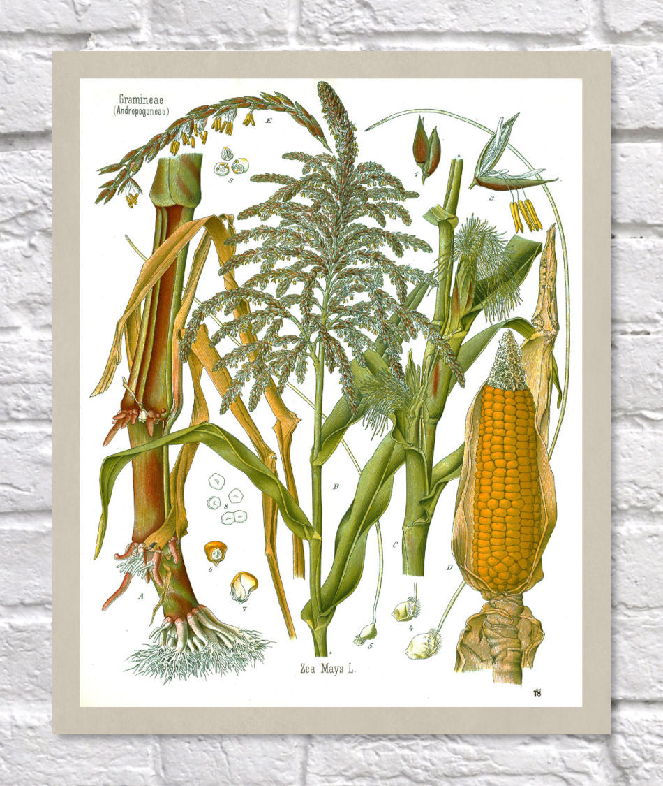 Corn Print | Vintage Botanical Sketch | Maize Plant Illustration