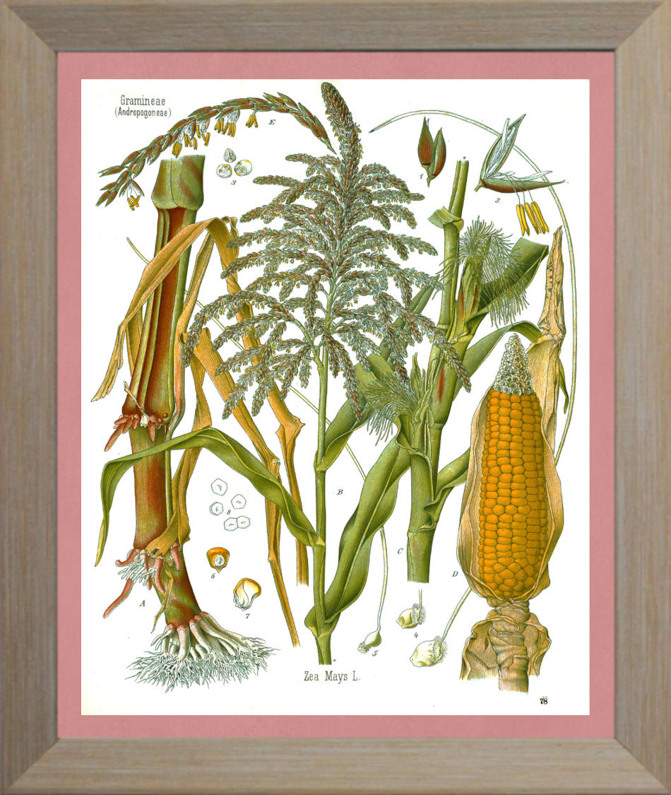 Corn Print | Vintage Botanical Sketch | Maize Plant Illustration