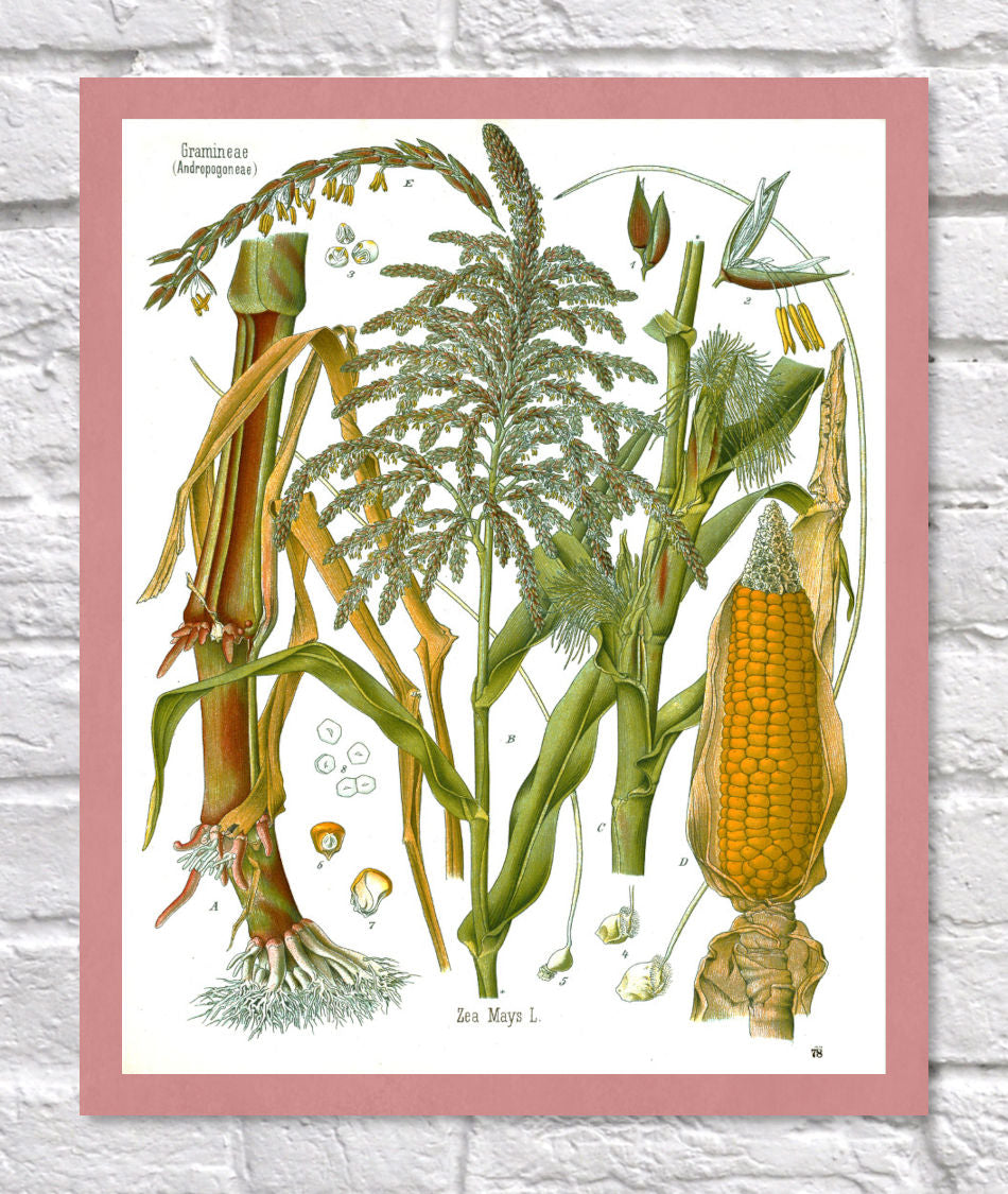 Corn Print | Vintage Botanical Sketch | Maize Plant Illustration