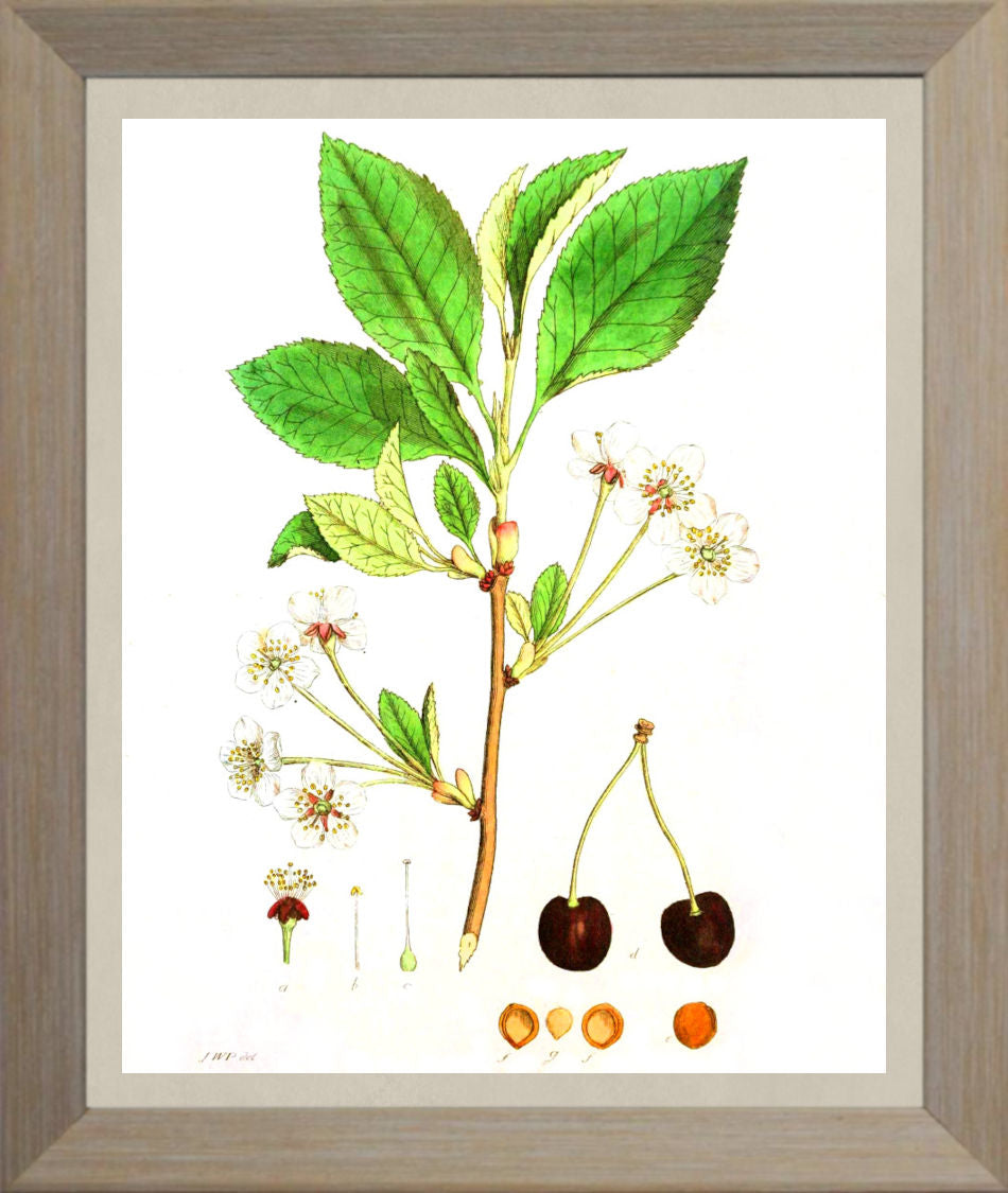 Cherry Print Vintage Botanical Illustration Poster Art