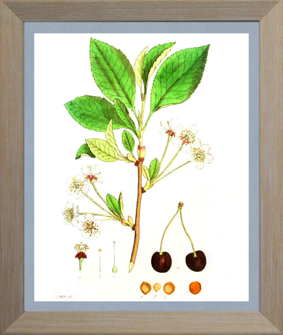 Cherry Print Vintage Botanical Illustration Poster Art