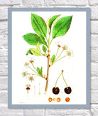 Cherry Print Vintage Botanical Illustration Poster Art