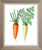 Carrots Print | Vintage Botanical Sketch | Plant Illustration