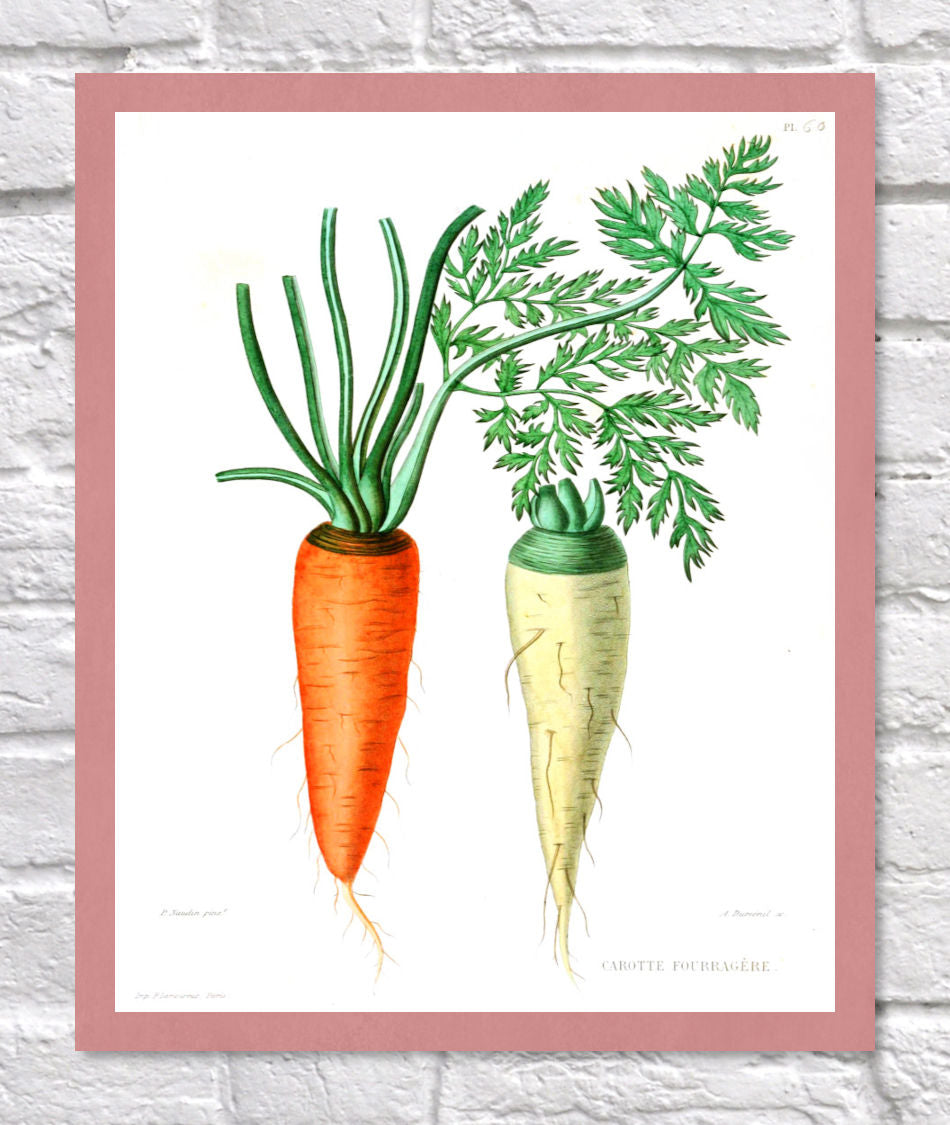 Carrots Print | Vintage Botanical Sketch | Plant Illustration