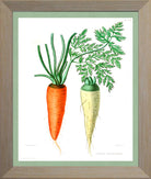 Carrots Print | Vintage Botanical Sketch | Plant Illustration