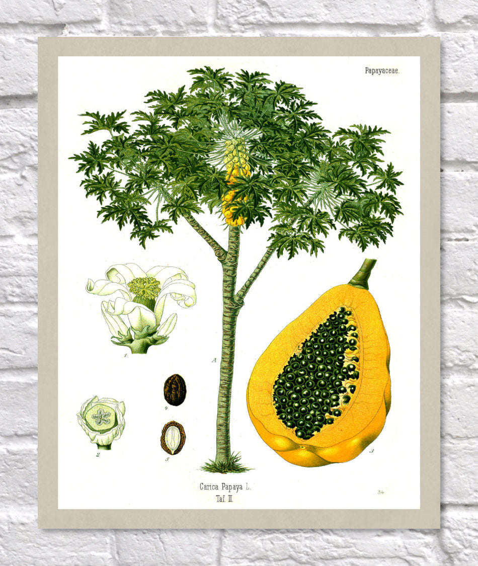 Papaya Print | Vintage Botanical Sketch | Plant Illustration