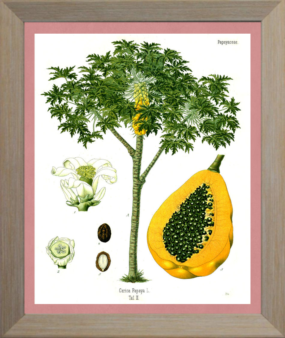 Papaya Print | Vintage Botanical Sketch | Plant Illustration