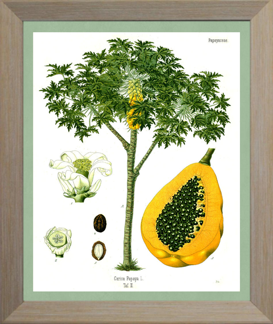 Papaya Print | Vintage Botanical Sketch | Plant Illustration