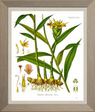 Ginger Print | Vintage Botanical Sketch | Plant Illustration