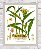 Ginger Print | Vintage Botanical Sketch | Plant Illustration