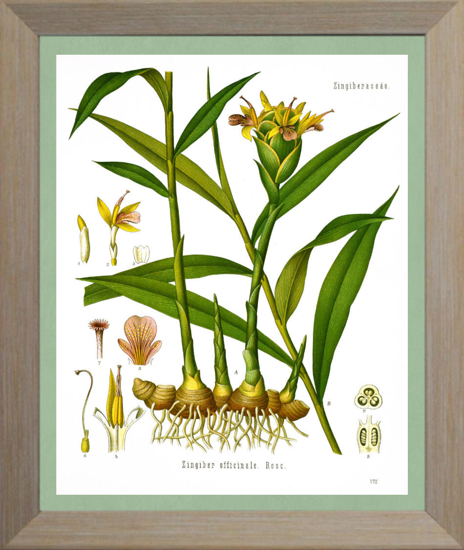 Ginger Print | Vintage Botanical Sketch | Plant Illustration