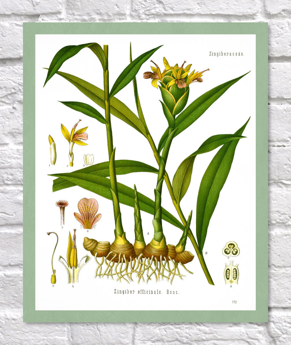 Ginger Print | Vintage Botanical Sketch | Plant Illustration