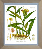 Ginger Print | Vintage Botanical Sketch | Plant Illustration