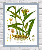 Ginger Print | Vintage Botanical Sketch | Plant Illustration