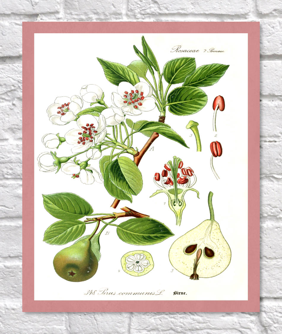 Pear Print | Vintage Botanical Sketch | Plant Illustration