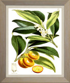 Kumquat Print | Vintage Botanical Sketch | Plant Illustration