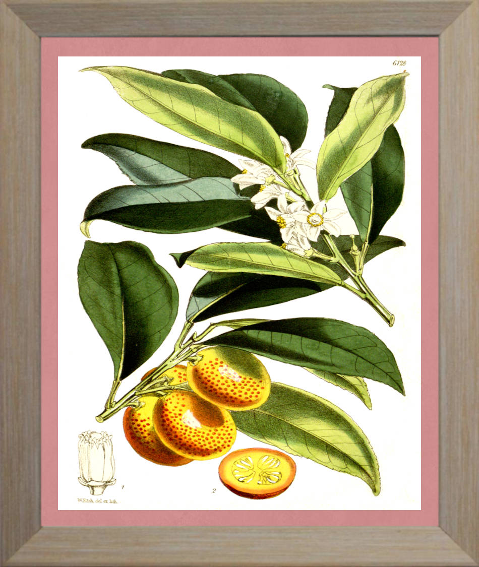 Kumquat Print | Vintage Botanical Sketch | Plant Illustration