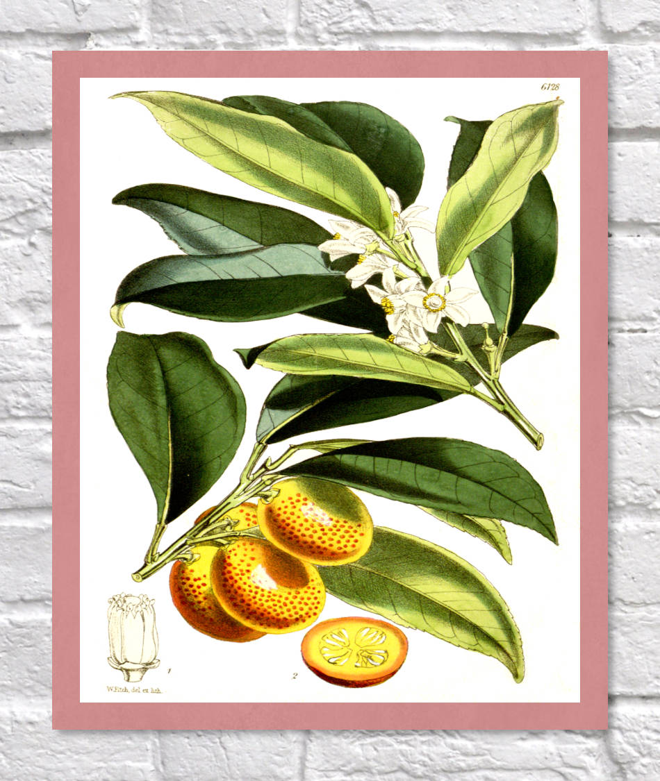 Kumquat Print | Vintage Botanical Sketch | Plant Illustration