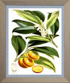 Kumquat Print | Vintage Botanical Sketch | Plant Illustration