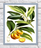 Kumquat Print | Vintage Botanical Sketch | Plant Illustration