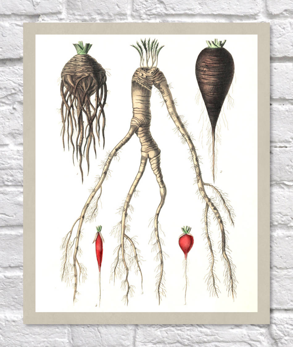 Celery, Radish Print | Vintage Botanical Sketch | Plant Illustration